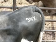Cattle freeze brand stamped on the back of a cow