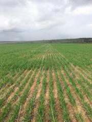 Trojan wheat sown into the spray trial, photo taken 27 June 2017.