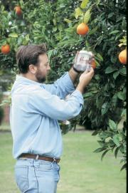 Checking a fruit fly trap in a fruit tree