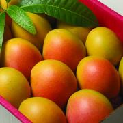 Mangoes in box