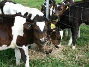 Tagged calves feeding in a paddock