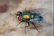 Lucilia cuprina - the main species of blowfly that initiates about 90% of all strikes is the Australian sheep blowfly