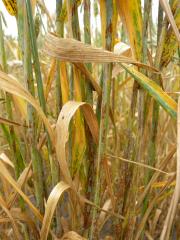 Stem rust pustules on wheat stems