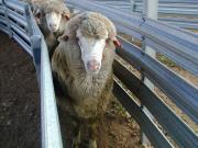 Sheep with photosensitisation; exposed raw tissue on the face and muzzle
