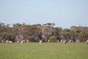 Sheep grazing pastures in spring