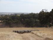 Merino ewes being taken to a paddock ready for mating.