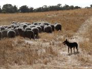 Merino ewes being moved onto dry stubble.