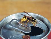 European wasp on soft drink can
