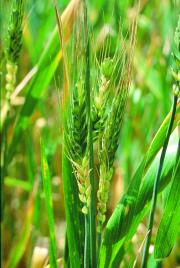 Wheat heads in a crop with the lower florets shrivelled with no grain developing due to frost damage