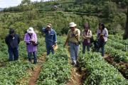 Indonesian extension officers receive training in managing potato pests