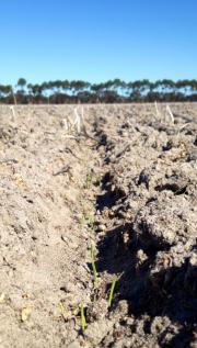 Emergence of TOS 1 in Gibson