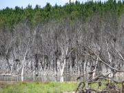 Pine plantation showing dead trees killed by rising watertable