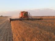 A International harvester harvesting lupins early evening