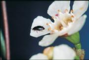 Flower beetle on a waxflower
