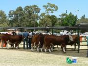Bulls lined up at the hitching rail at a bull sale.
