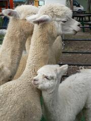A white alpaca has a brass tag in its ear. The tag is an approved identifier which is legally recognised. 