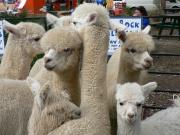 A group of mixed age, white alpacas.