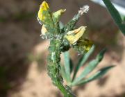 Bluegreen aphid on yellow  flowering bud of  lupin