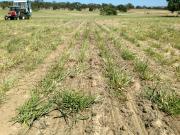 Photo showing cone seeder sowing serradella into perennial pasture.