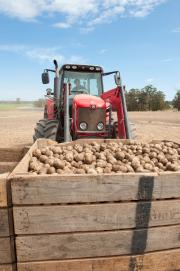 Potato harvest in a pallet being moved by a tractor