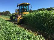 Cutting hay on research site at Skuthorpe (north Broome)