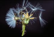 Skeleton weed (Chondrilla juncea) seeds