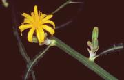 Skeleton weed (Chondrilla juncea) flower