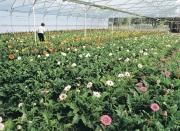 Greenhouse gerbera production