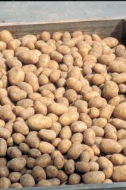 Potato harvest in a pallet