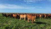 Cattle grazing Rhodes grass with irrigation centre pivot in background