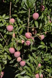 Fruit on tree of NMBP-4069