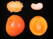 Fruit and seed of NMBP-4069