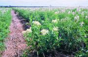 Hoary cress in a lupin crop