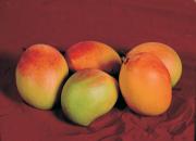 Mangoes can be grown as far south as Perth