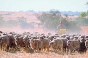 Sheep being mustered in paddock