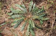 Skeleton weed (Chondrilla juncea) rosette