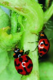 Two red lady birds with black spots.