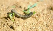 A cutworm caterpillar