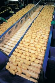 Potatoes being processed along a potato wash line