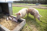 Free range pigs and piglets feeding