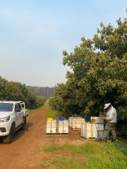 In WA, beekeepers often provide pollination services to avocado orchards.