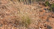 Erect kerosene grass forms loose tussocks 30-60cm tall.