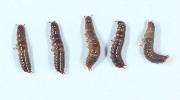 Bronzed field beetle larvae