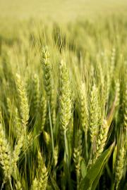 a picture of a close up of wheat 