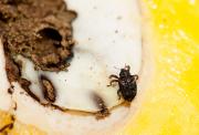 Adult mango seed weevil on a mango that has been cut open