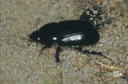 African black beetle adults are shiny black beetles about 14mm long