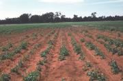 Poor establishment of a potato crop damaged by African black beetle