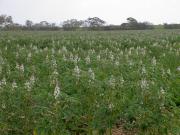 A photograph of an albus lupin crop at flowering. In the foreground the individual plants can be seen with their broad leaflets and white flowers protruding above the crop. The background shows trees growing at the edge of the crop.
