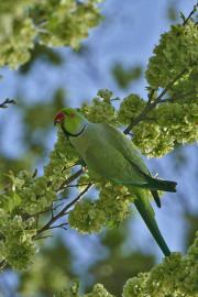 One Alexandrine parakeet perched on a leafy tree branch