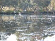 Algal bloom on the Serpentine River